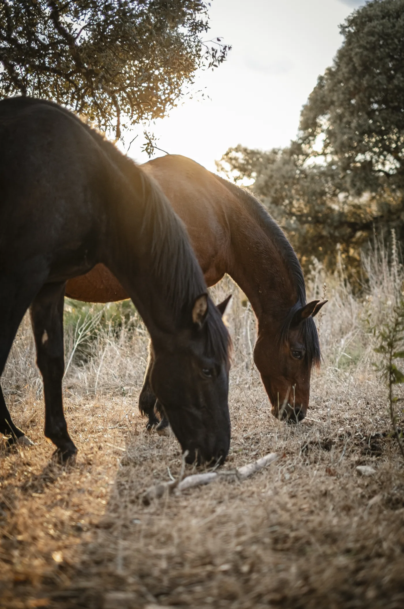 Dos caballos pastando bajo los árboles de Alfacara