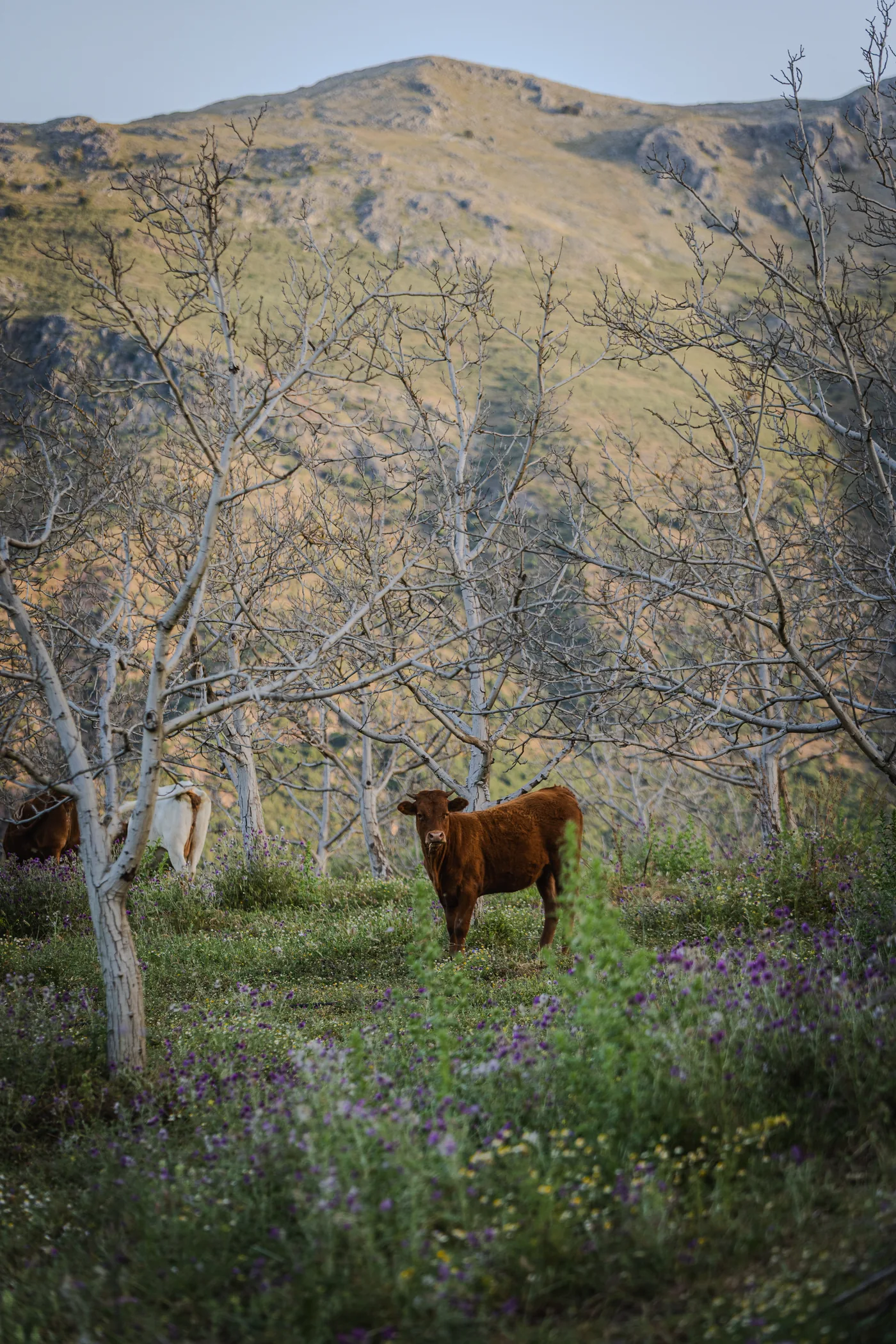 Una vaca en el campo, con la sierra al fondo