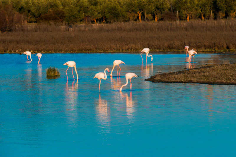 Laguna de Fuente de Piedra, Flamencos