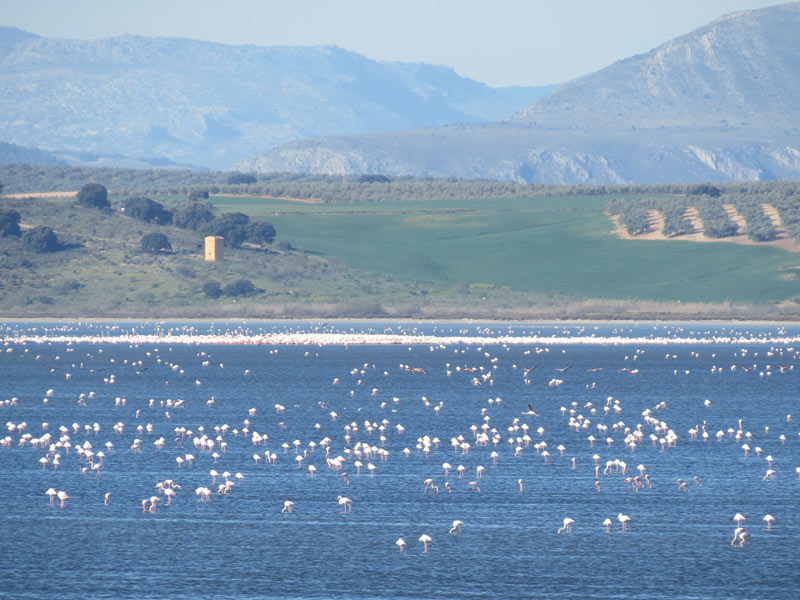 Laguna de Fuente de Piedra