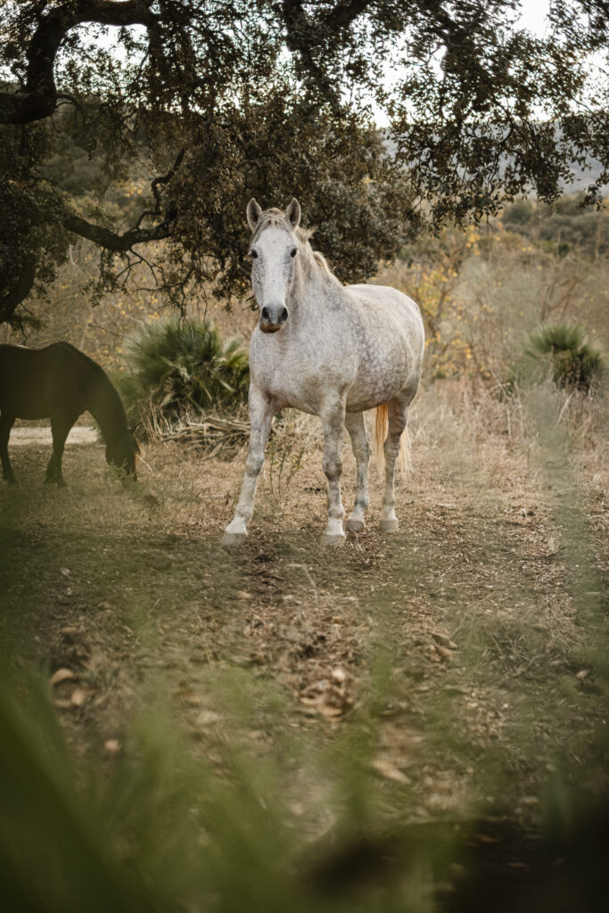 Hacienda Alfacara y su Entorno, Fauna Local, Caballos